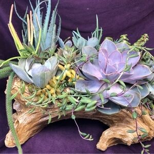 Rustic Succulent Arrangement in Driftwood Planter
